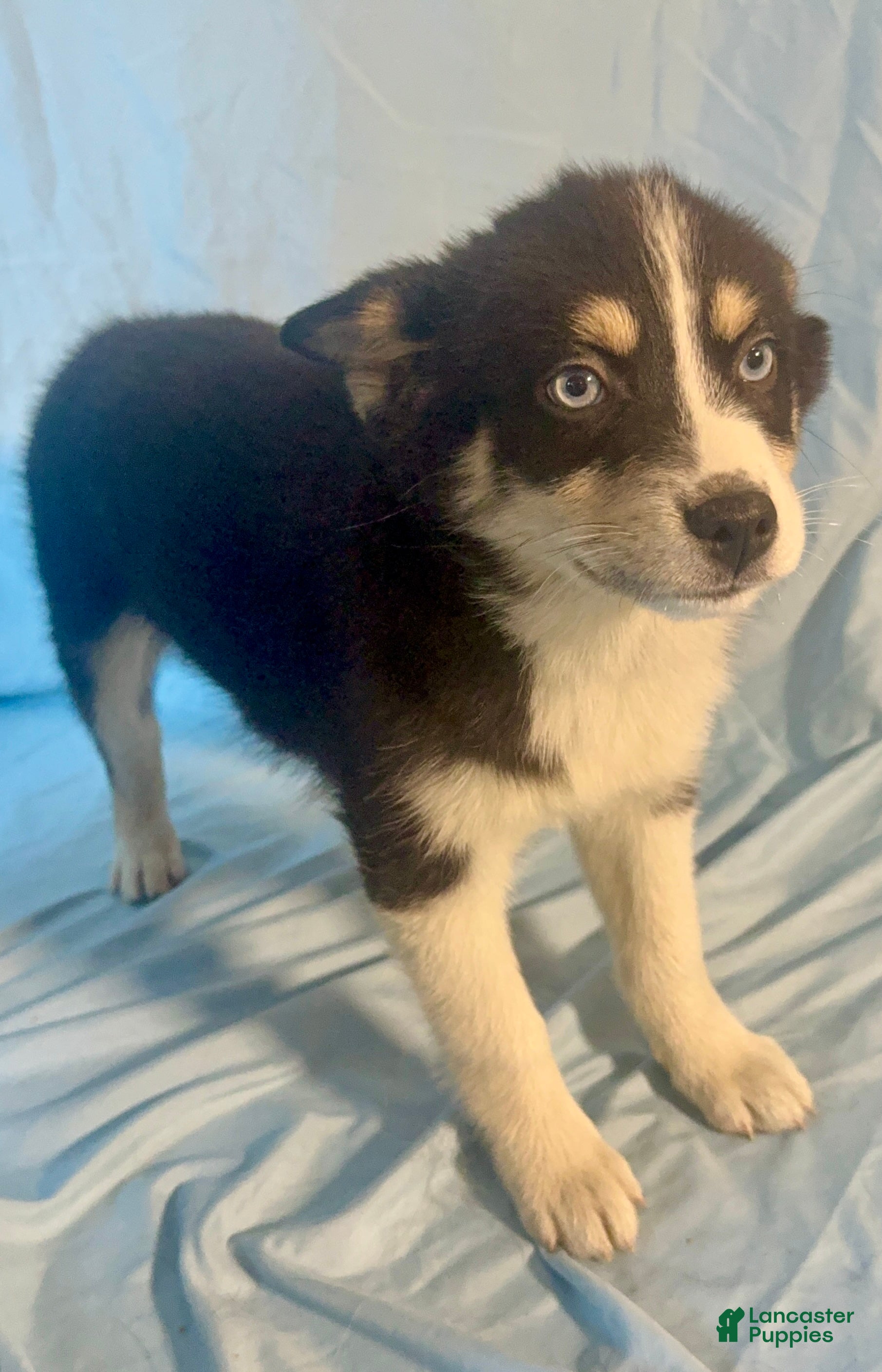 Mixed Breed dogs Nick - Ad 7