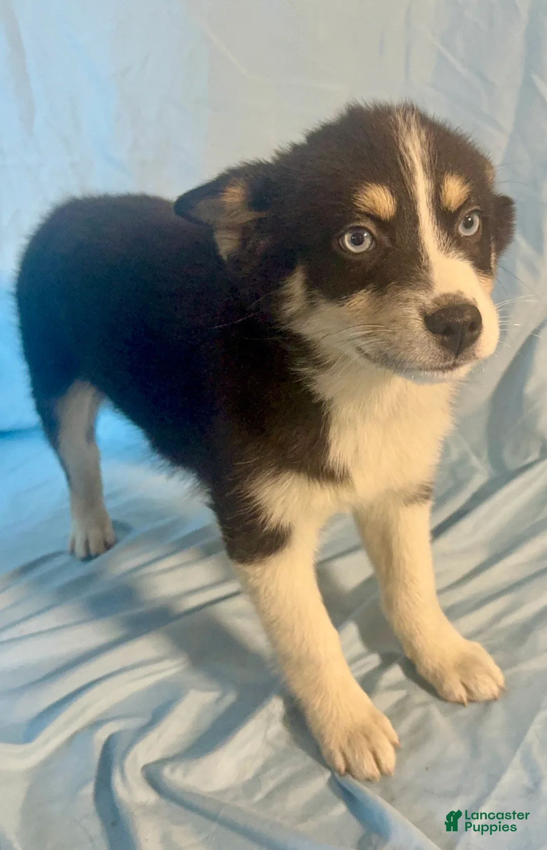 Mixed Breed dogs for sale: Nick - Ad 2