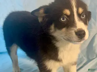 Mixed Breed dogs Nick - Ad 40