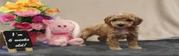 Miniature Poodle dogs for sale: Penny - Ad 8