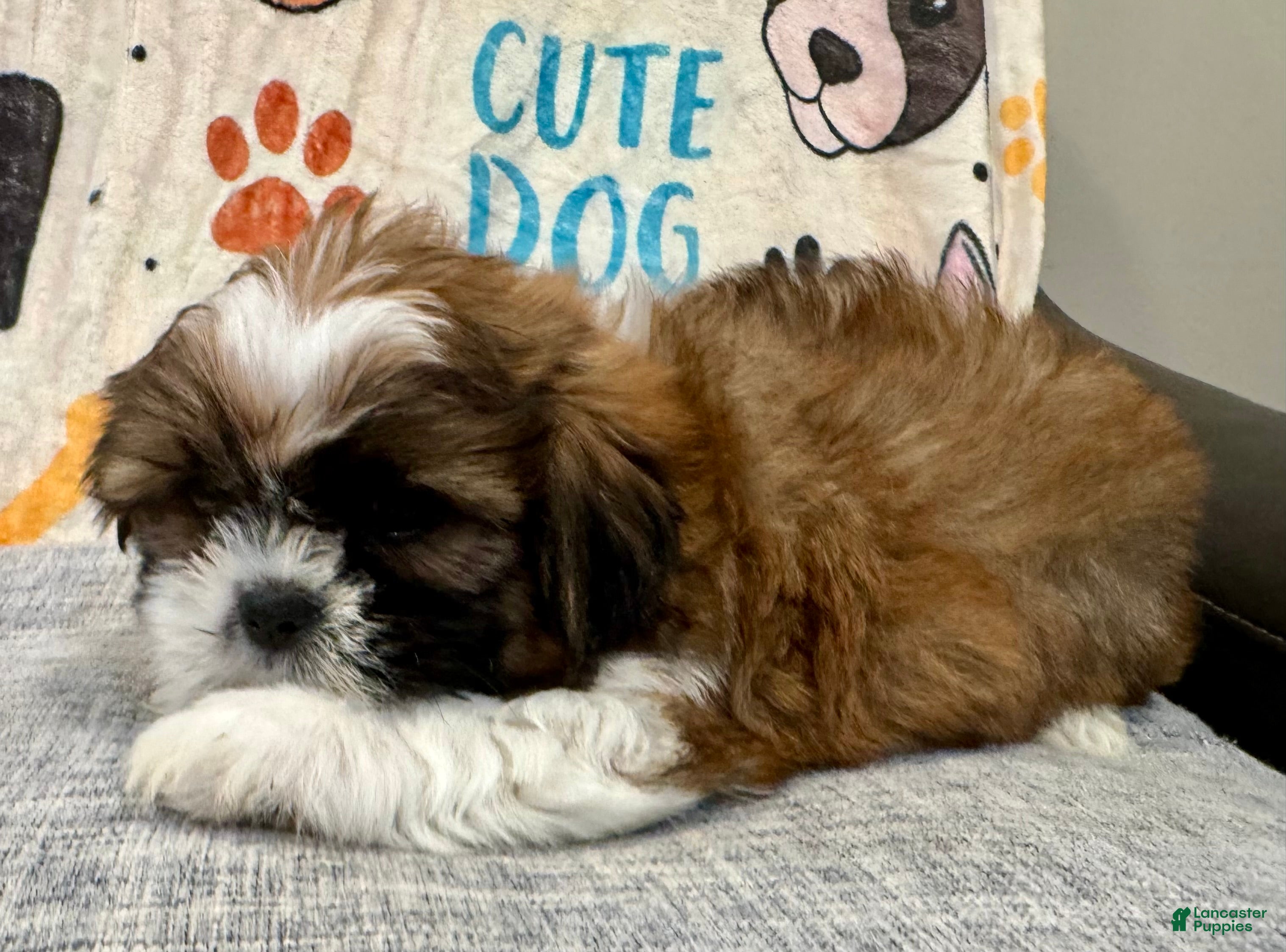 Shih Tzu dogs for sale: Wiz - Ad 6