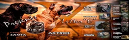 Cane Corso dogs for sale: Everest - Ad 3