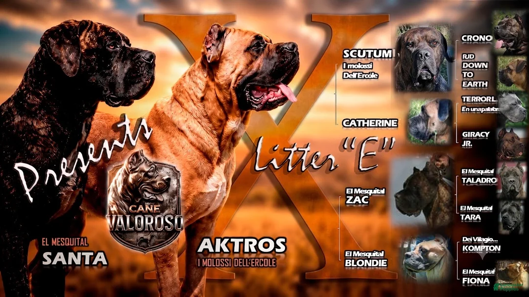 Cane Corso dogs for sale: Emanuelle - Ad 2