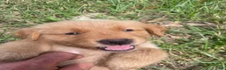 Golden Retriever dogs for sale: Golden Retriever 3 - Ad 4