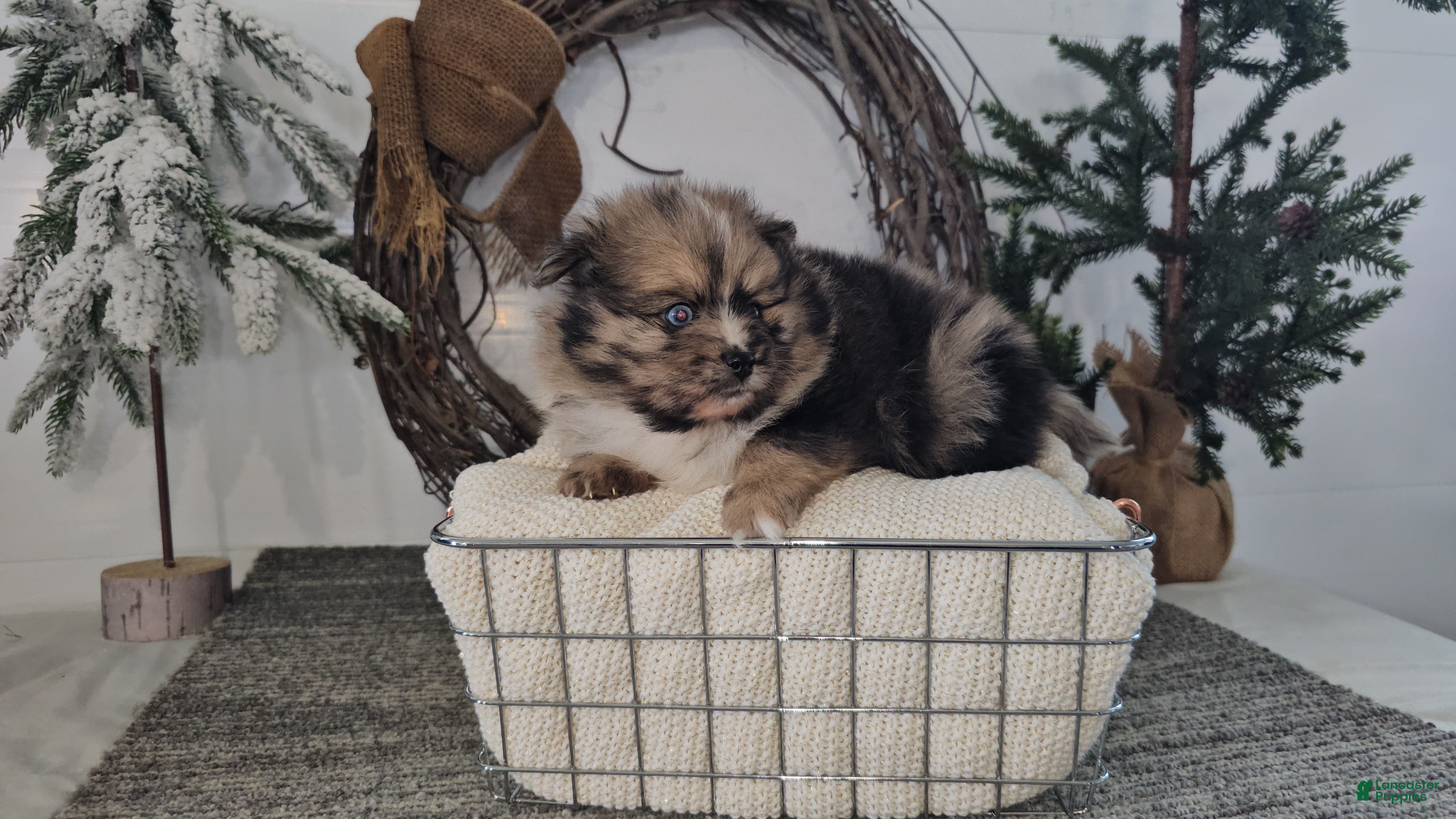 Pomeranian dogs Snickers - Ad 18