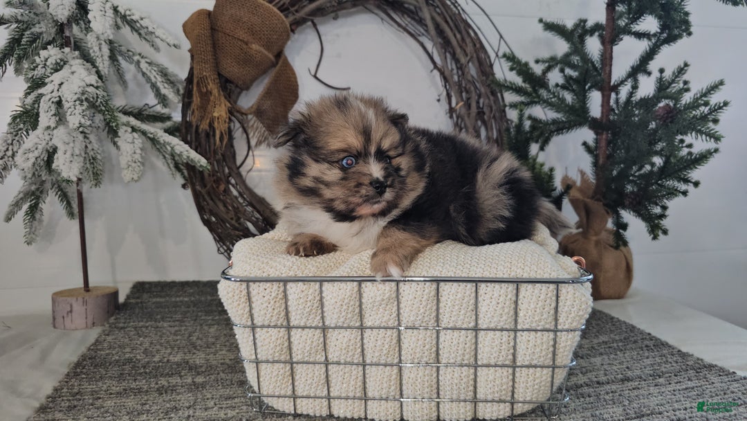 Pomeranian dogs for sale: Snickers - Ad 1