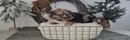 Pomeranian dogs for sale: Snickers - Ad 1