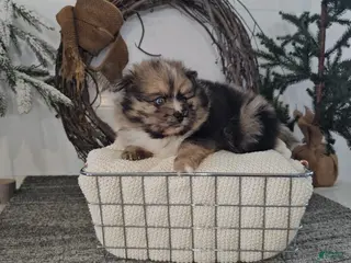 Pomeranian dogs Snickers - Ad 41