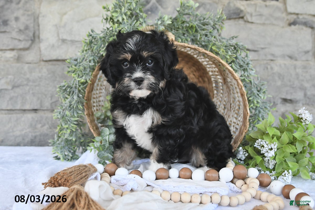 Mixed Breed dogs Sage - Ad 2