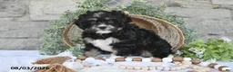 Mixed Breed dogs for sale: Sage - Ad 2