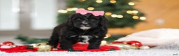 Mini Goldendoodle dogs for sale: Tilly - Ad 6