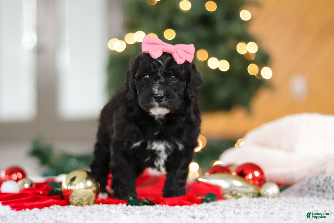 Mini Goldendoodle dogs for sale: Tilly - Ad 6