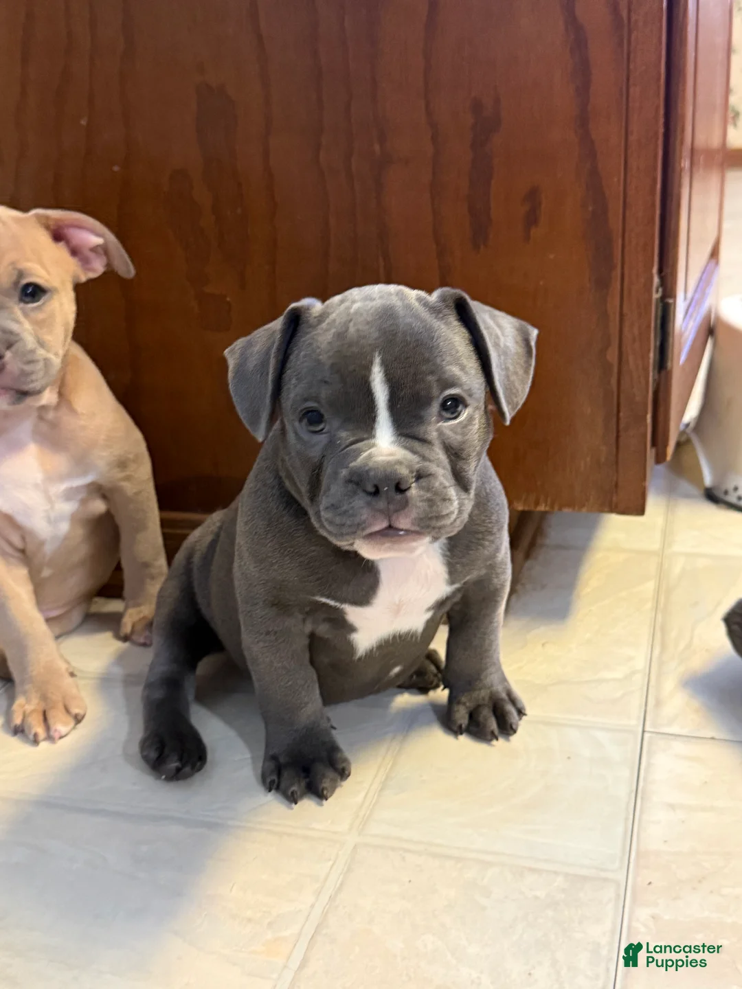 Mixed Breed dogs for sale: Antler  - Ad 4