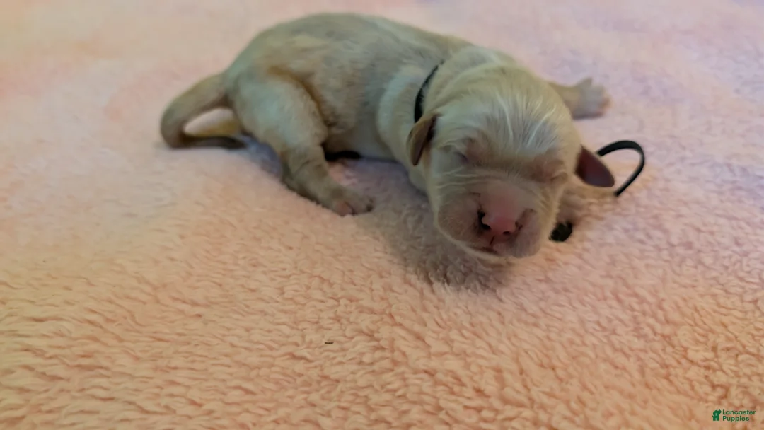 Golden Retriever dogs for sale: Golden Retriever (Black Collar) - Ad 1