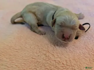 Golden Retriever dogs Golden Retriever (Black Collar) - Ad 1