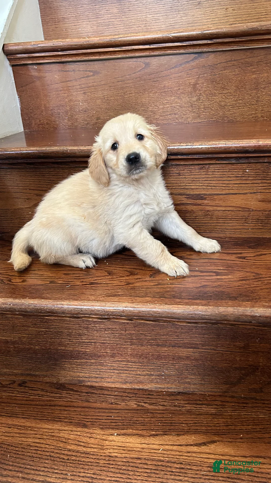 Golden Retriever dogs for sale: Hunter - Ad 2