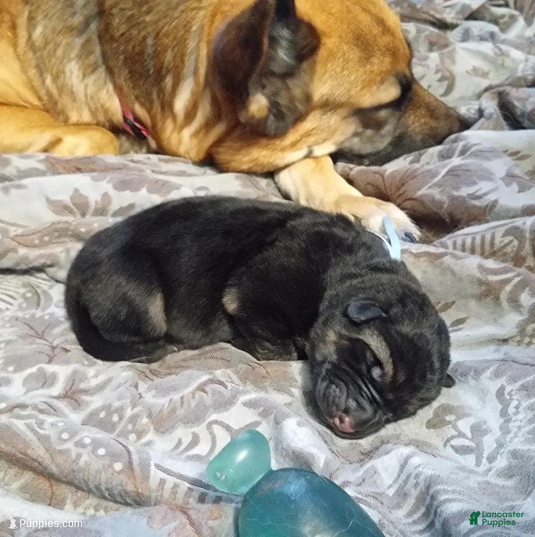 German Shepherd dogs for sale: Diamond - Ad 35