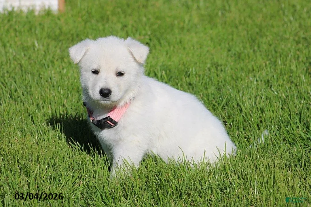 German Shepherd dogs for sale: Allison - Ad 1