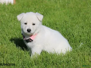 German Shepherd dogs for sale: Allison - Ad 2