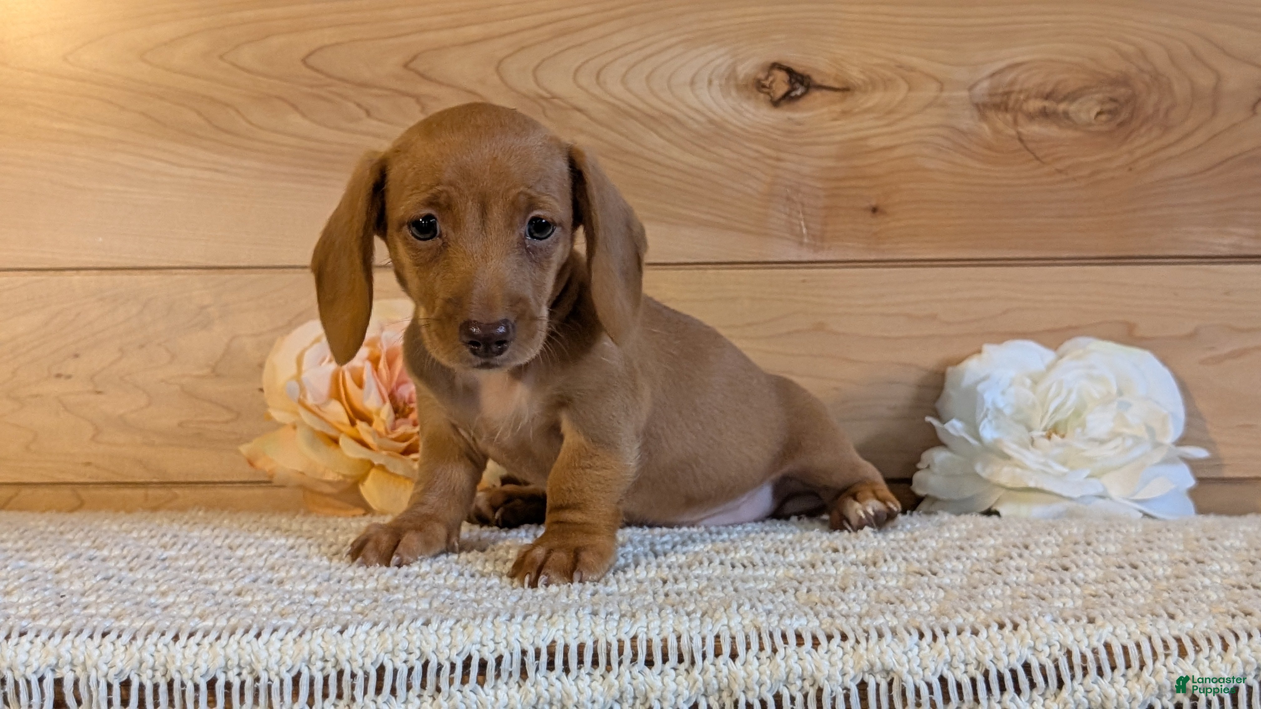 Miniature Dachshund dogs Honey - Ad 2