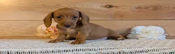 Miniature Dachshund dogs for sale: Honey - Ad 2