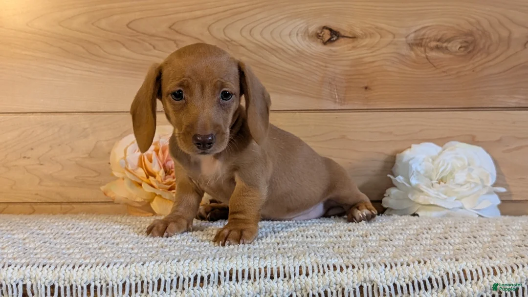 Miniature Dachshund dogs for sale: Honey - Ad 2