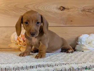 Miniature Dachshund dogs Honey - Ad 2