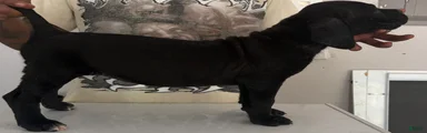 Cane Corso 1