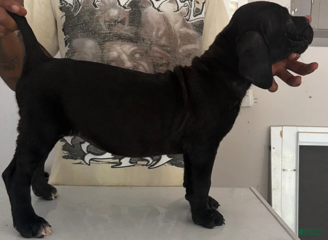 Cane Corso dogs for sale: Cane Corso 1 - Ad 1