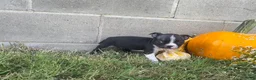 Boston Terrier dogs for sale: Lola - Ad 1