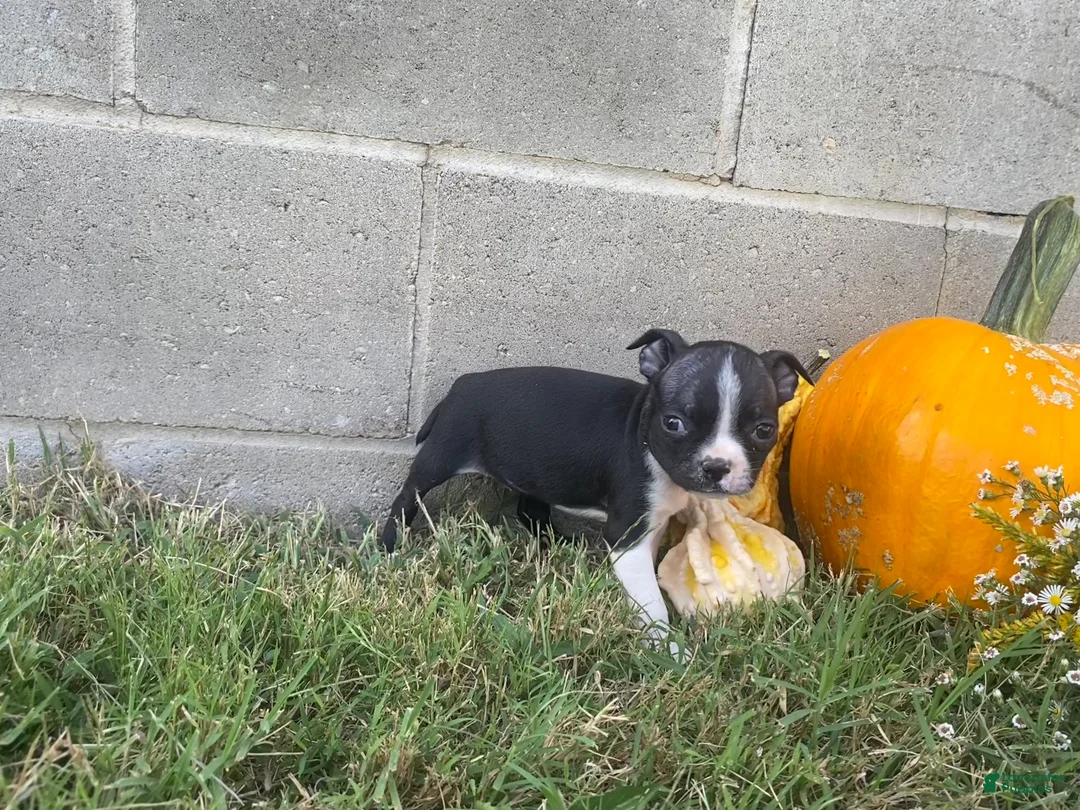 Boston Terrier dogs for sale: Lola - Ad 1