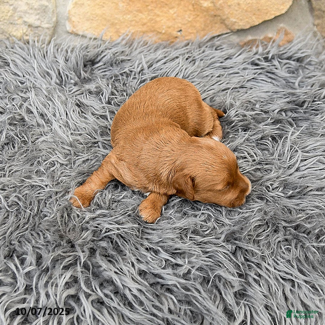 Mini Goldendoodle dogs for sale: Millie - Image 9