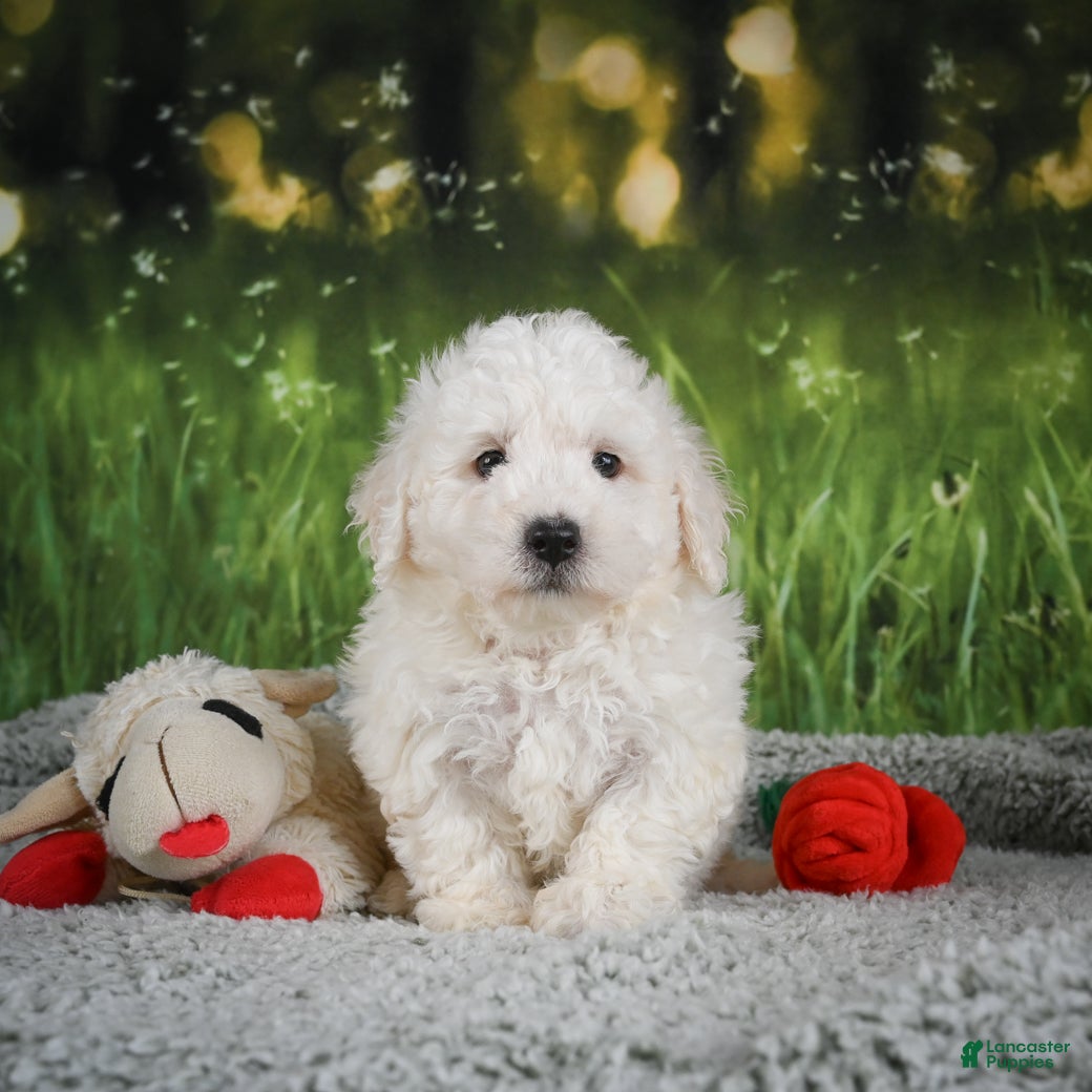 Bichon Frise dogs Oscar - Ad 2