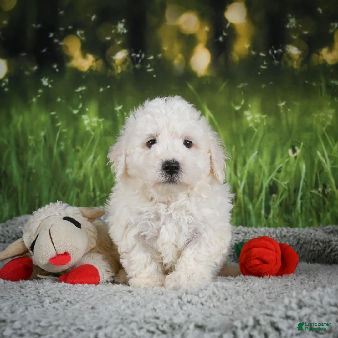 Bichon Frise dogs for sale: Oscar - Ad 2