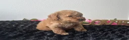 Mini Goldendoodle dogs for sale: Brody - Ad 5