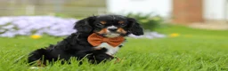 Cavalier King Charles Spaniel dogs for sale: Charlie - Ad 4