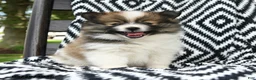 Pomeranian dogs for sale: Cruffin - Ad 2