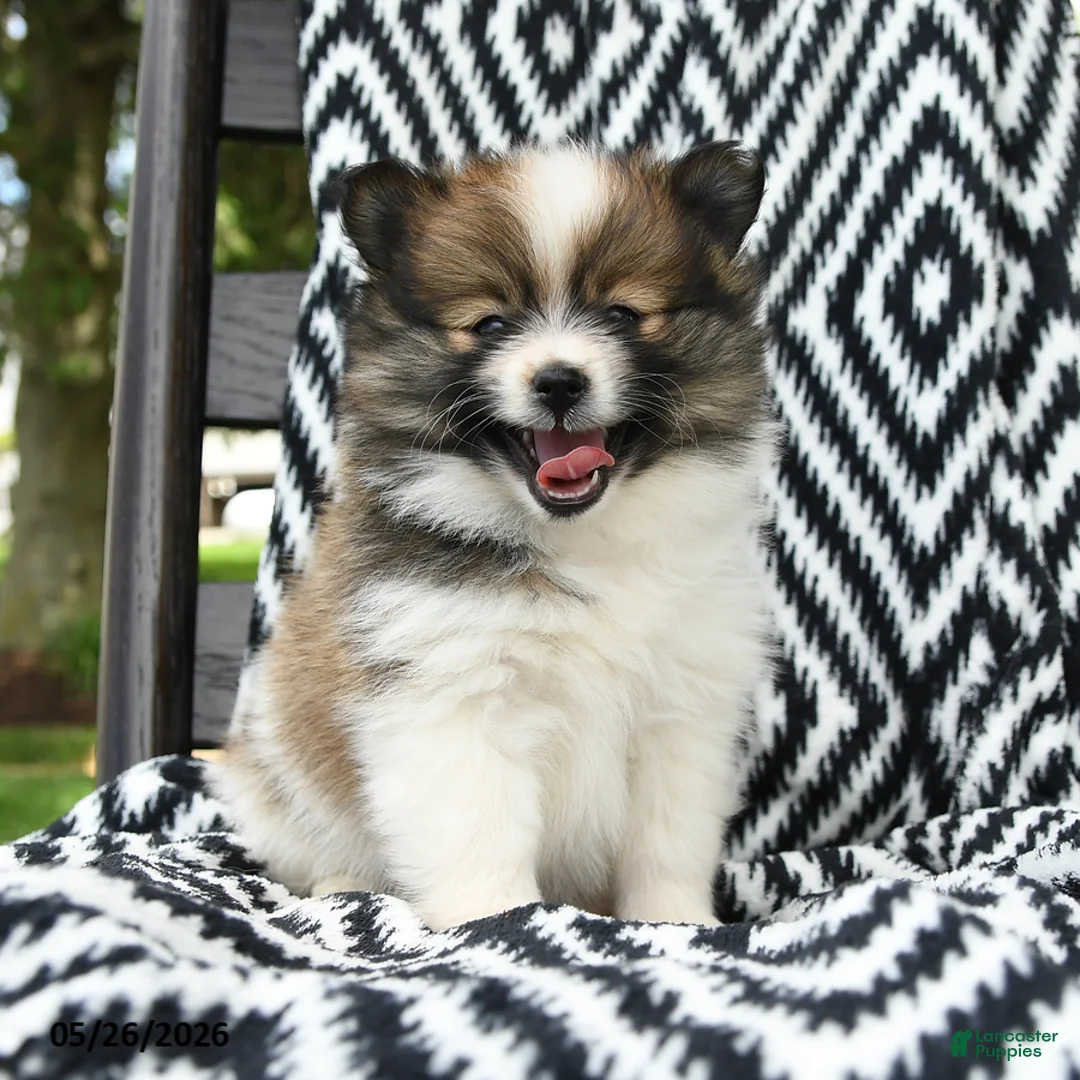 Pomeranian dogs for sale: Cruffin - Ad 2