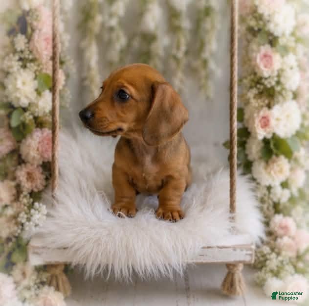 Miniature Dachshund dogs Luciano    1.12lbs on 6/30 - Ad 2
