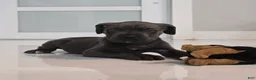 Cane Corso dogs for sale: Cane Corso 5 - Ad 3