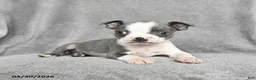 Boston Terrier dogs for sale: Teddy - Ad 2