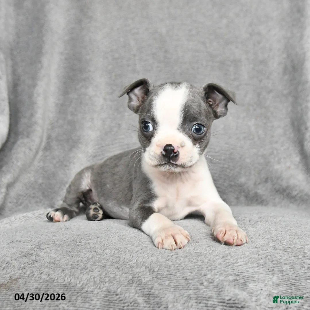 Boston Terrier dogs for sale: Teddy - Ad 2