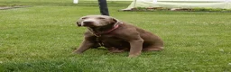 Labradoodle dogs for sale: Bailey  - Ad 8