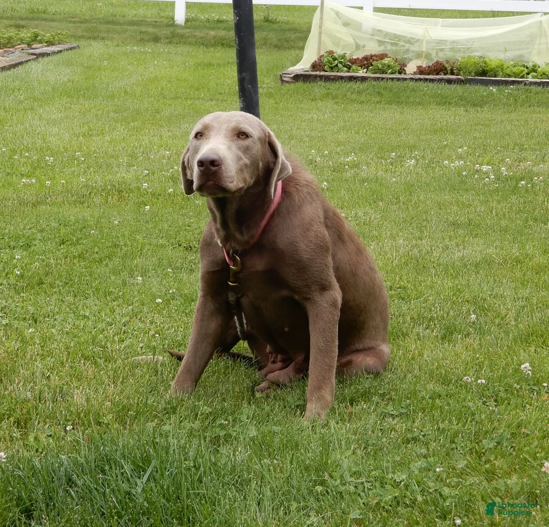 Labradoodle dogs for sale: Bailey  - Ad 8