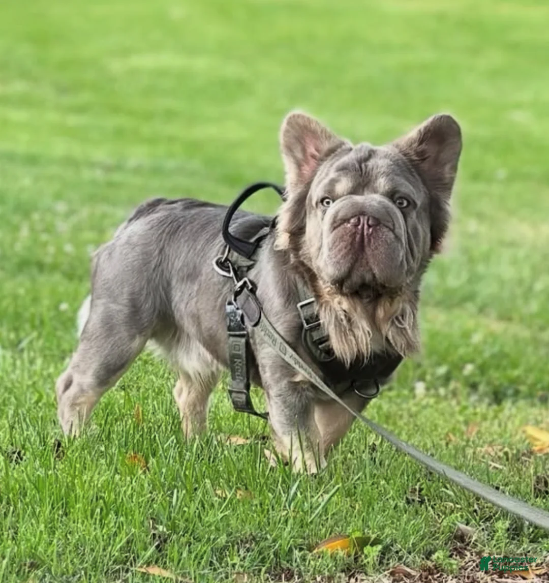 French Bulldog dogs for sale: Big Rope Lilac tan Merle Fluffy Male  - Ad 24