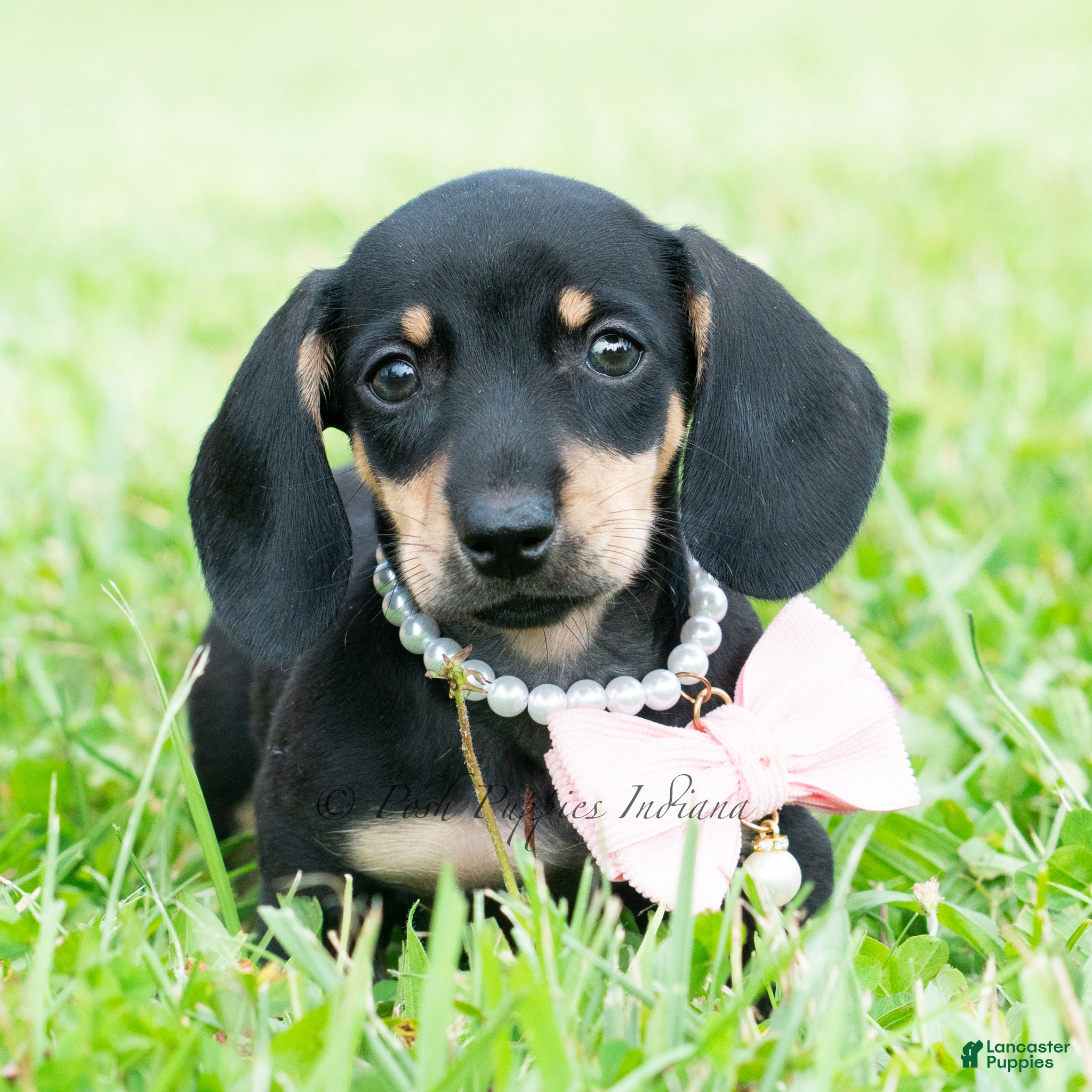 Miniature Dachshund dogs Bianca - Ad 14