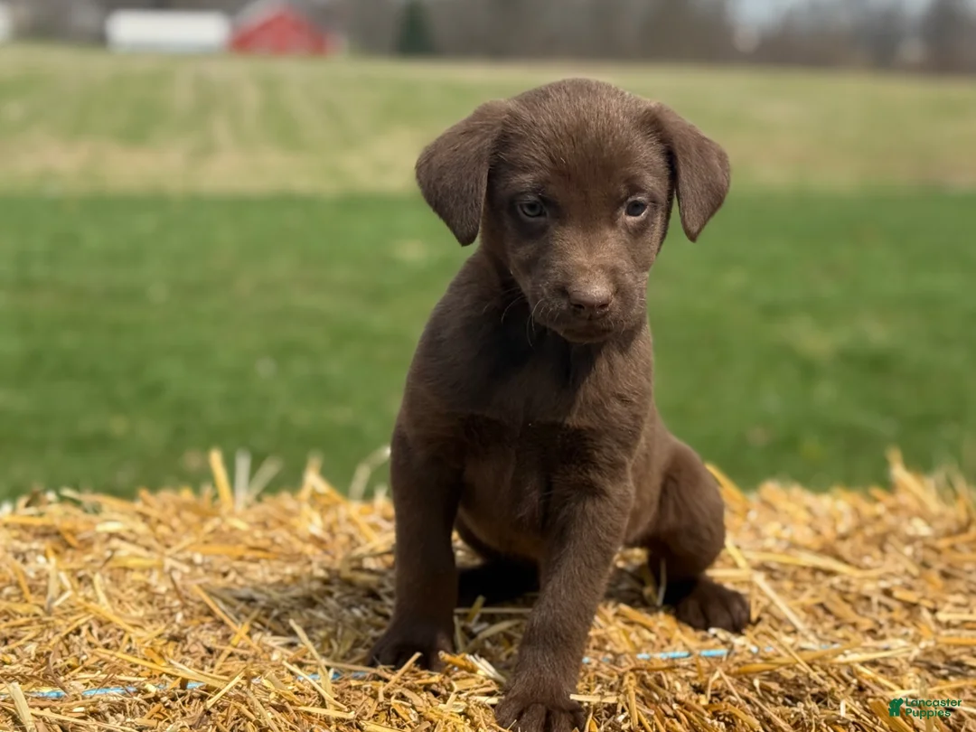 Labrador Retriever dogs for sale: Gilbert - Ad 2