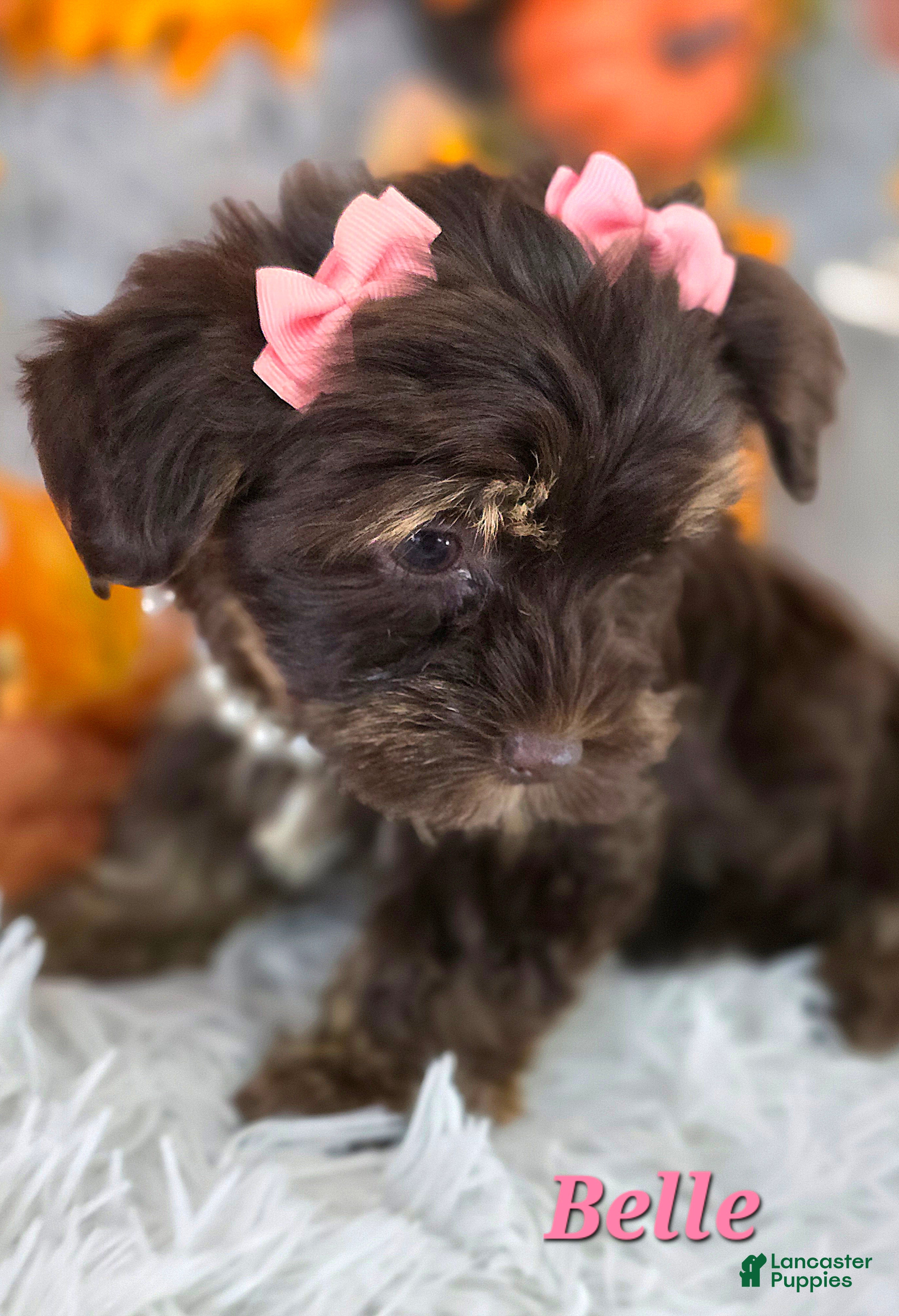 Yorkshire Terrier dogs Belle - Ad 2