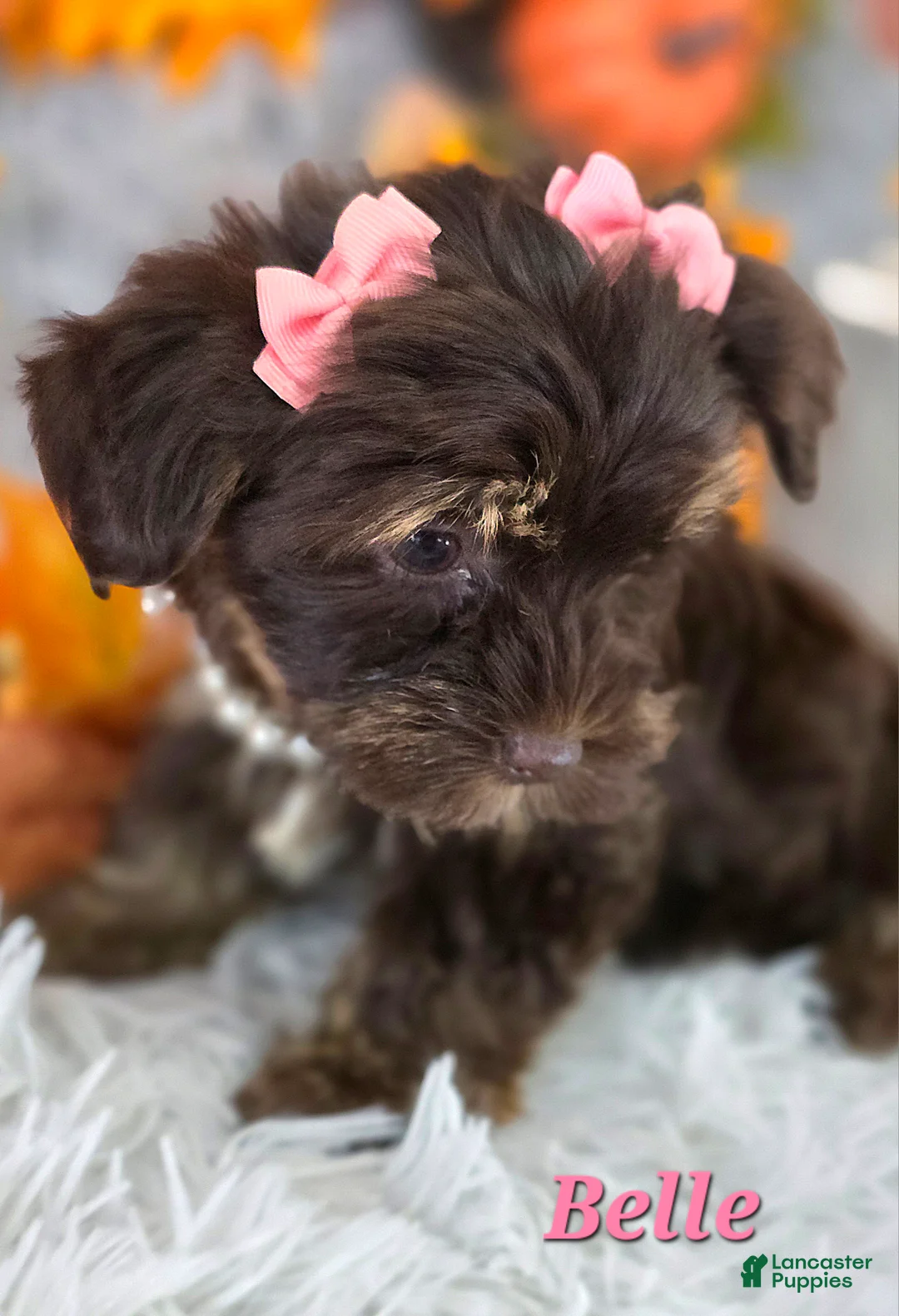 Yorkshire Terrier dogs for sale: Belle - Ad 2
