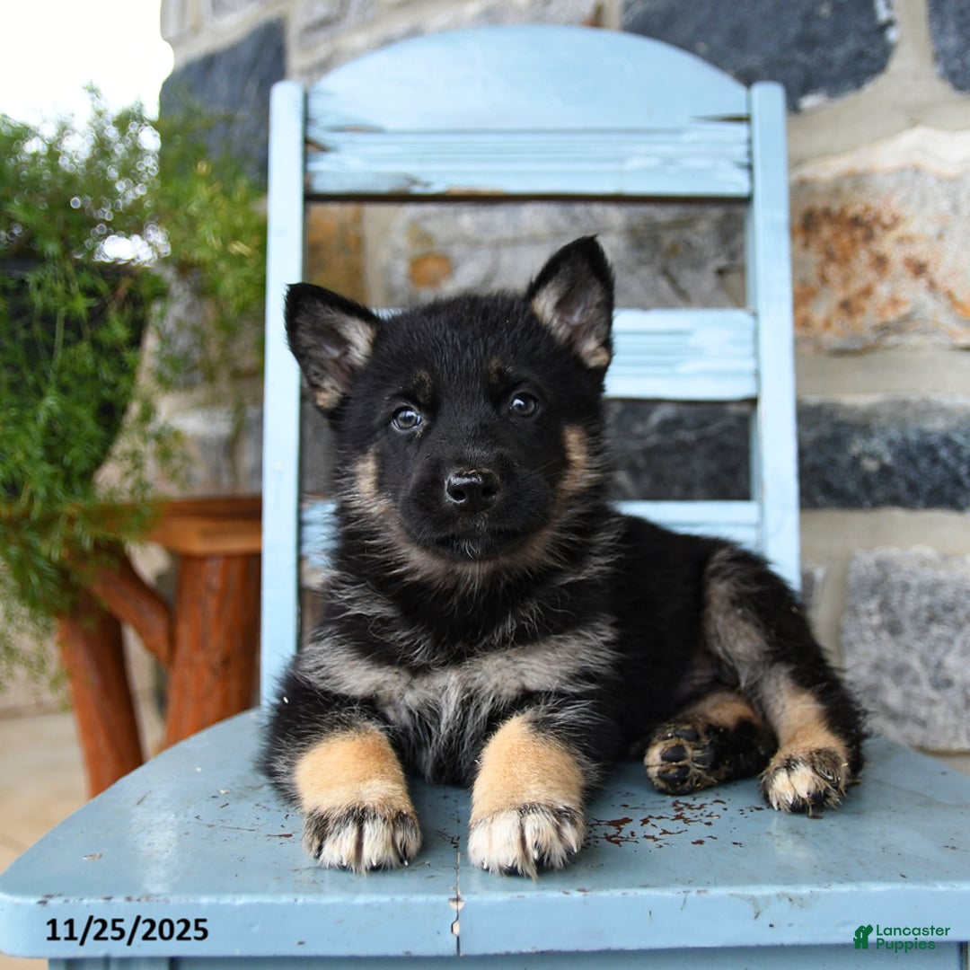 Gerberian Shepsky dogs for sale: Pilot - Ad 3